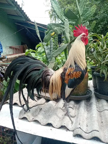 Galo Fênix 