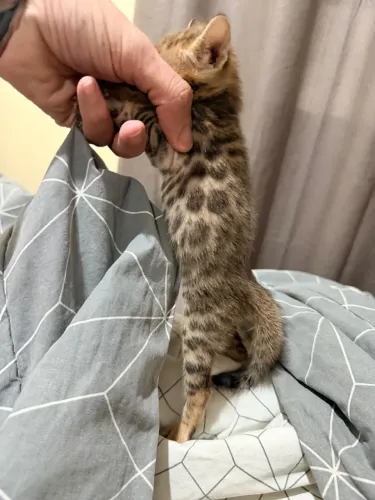 Gato Bengal 
