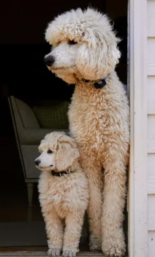 Filhotes de Poodle gigante