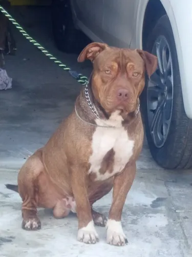 COBERTURA Amstaff 