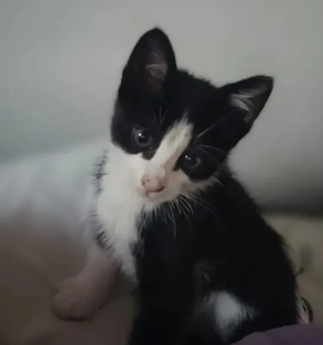 Gato filhote 
