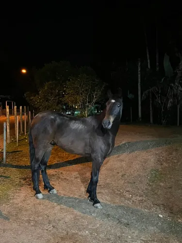 Vendo cavalo mangalarga marchador 