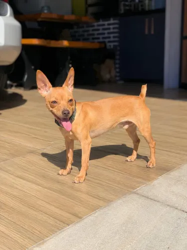 Pinscher