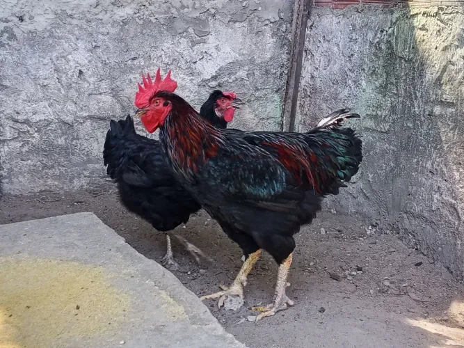 Galinha sertaneja balão (gsb).
