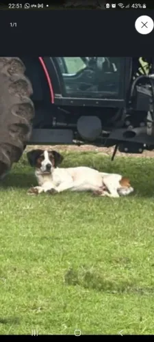 Cachorro de caça pra doação