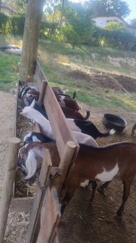 Cabras