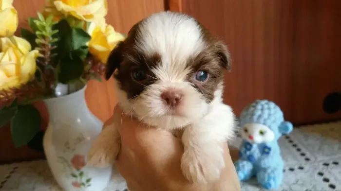 Lindos Filhotes Shih tzu