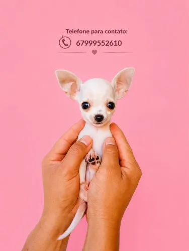 Chihuahua fêmea