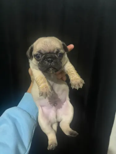 Filhotes de pug puro