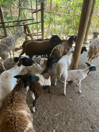 Carneiros e bodes a venda
