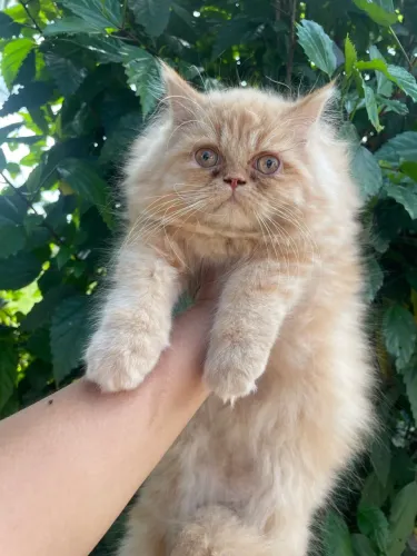 Gata persa!