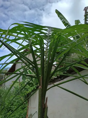 Palmeira imperial