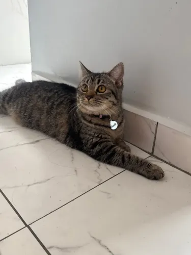 Estou doando gata fêmea 6 meses