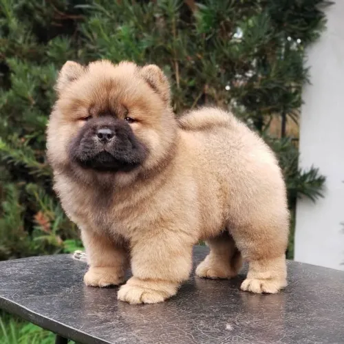 Filhotes De Chow Chow - Os Filhotinhos Mais Encantadores Esperam Por Você!