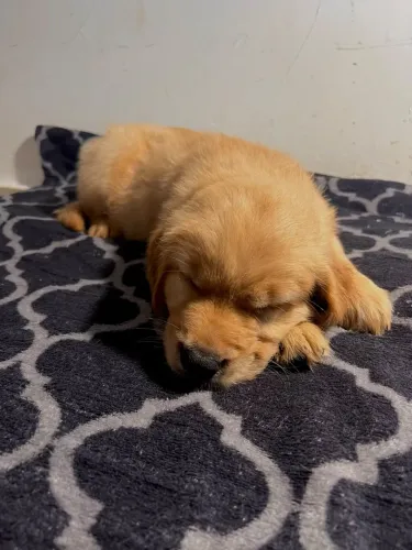 Filhotes de Golden Retriever a pronta entrega