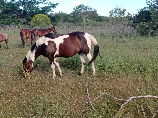  Egua paint horse.