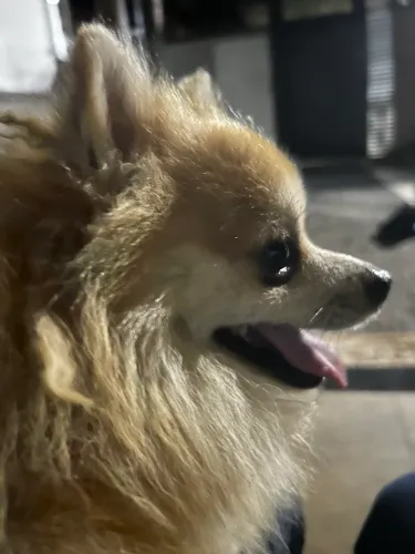 Vende-se esse cachorrinho lindo e carinhoso?
