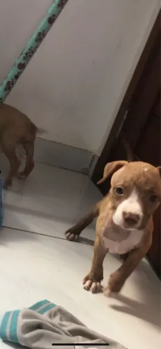 Filhote fêmea de pitbull