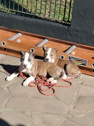 Pitbull