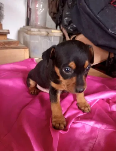 Pinscher numero 01 fêmea 750,00 aceitamos cartões 