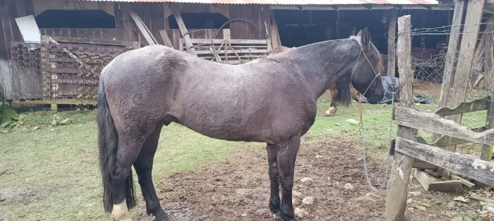 Cavalo mouro