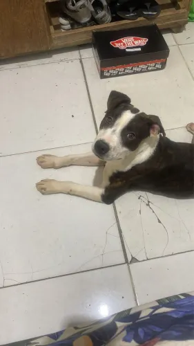 Pitbull dócil 7 meses