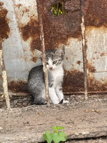 Gatinhos para adoção