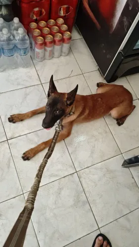 pastor belga malinois 