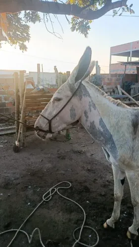 Jumenta pampa 