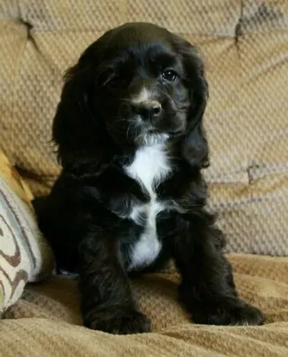 Cocker spaniel muito docil