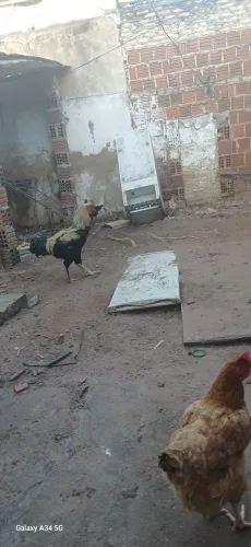Galo reprodutor