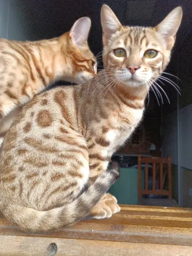 Gatos Bengal com pedigree