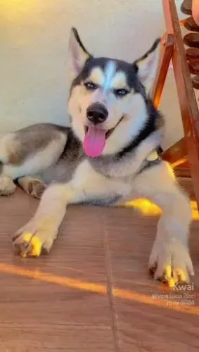 Husk Siberiano 