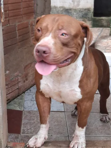 VENDO FILHOTES DE PITMONSTER COM TERRIER