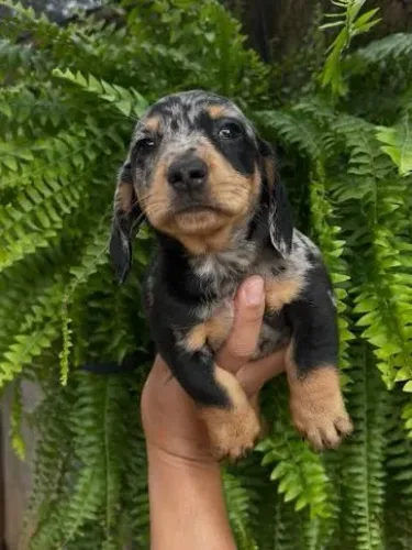 Dachshund - Filhotes à Venda com Criação Responsável