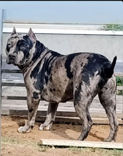 Pitmonster Filhote 