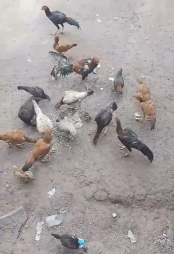 Galinhas caipira, para venda