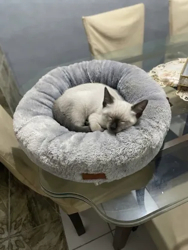 Caminha nuvem peluda para gatos ou cães pequenos 