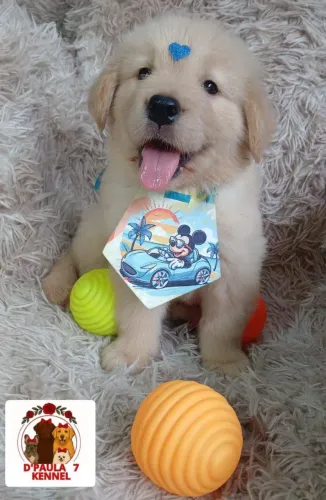 Golden Retriever Amor e Ternura