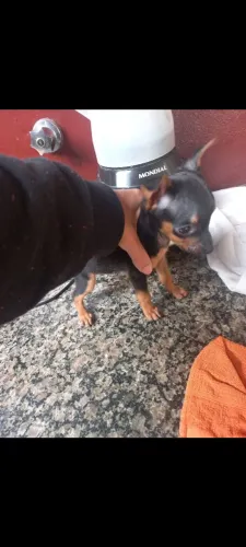 Pinscher femia zerinha