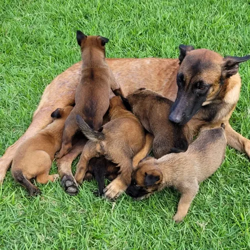 Pastor Belga de Malinois - filhotes disponíveis 