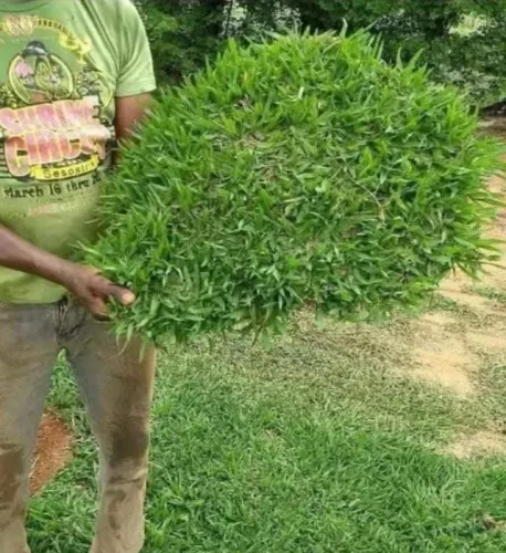 162 Metros de Grama Esmeralda Produto Natural "? Seu jardim merece uma grama bonita, resi
