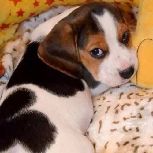 Filhotes de Beagle | Filhotes cheios de carisma.