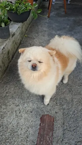 Spitz Alemão Anão Macho Adulto - 3 anos - Pedigree CBKC