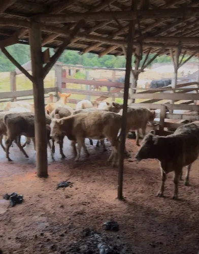 Lote de novilhas