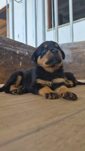 Rottweiler filhotes