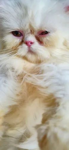Gatos
