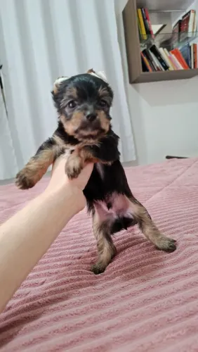 Yorkshire mini