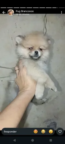 Spitz alemão filhote femeas