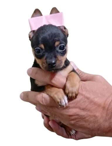 Pinscher fêmea